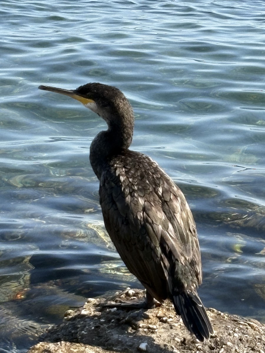 European Shag - ML642919257