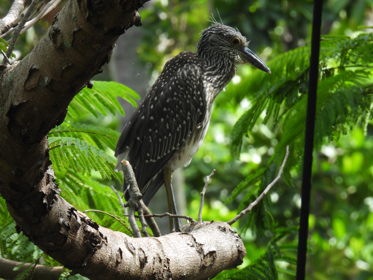 Yellow-crowned Night Heron - ML642919265