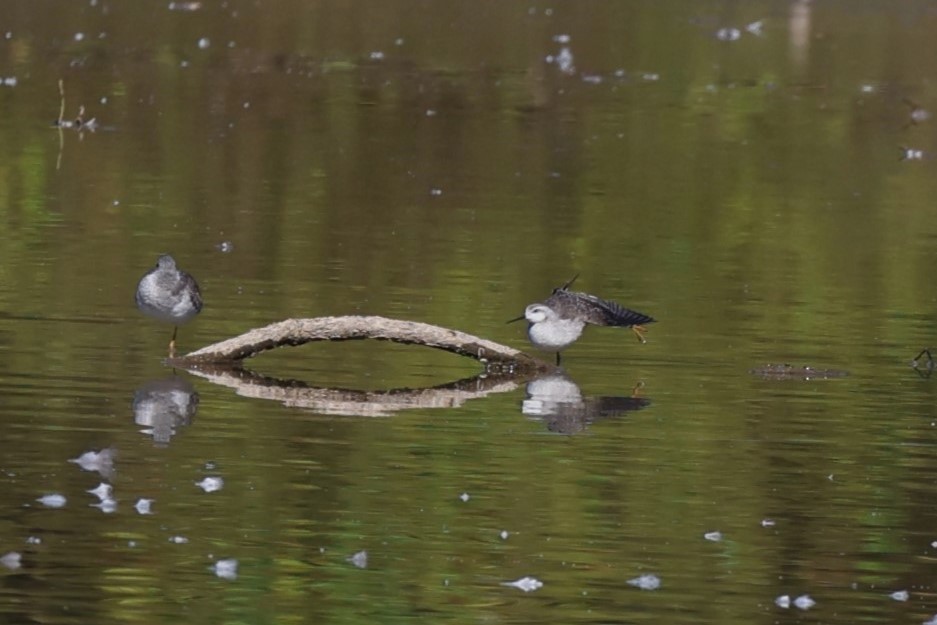 Wilson's Phalarope - ML642919266