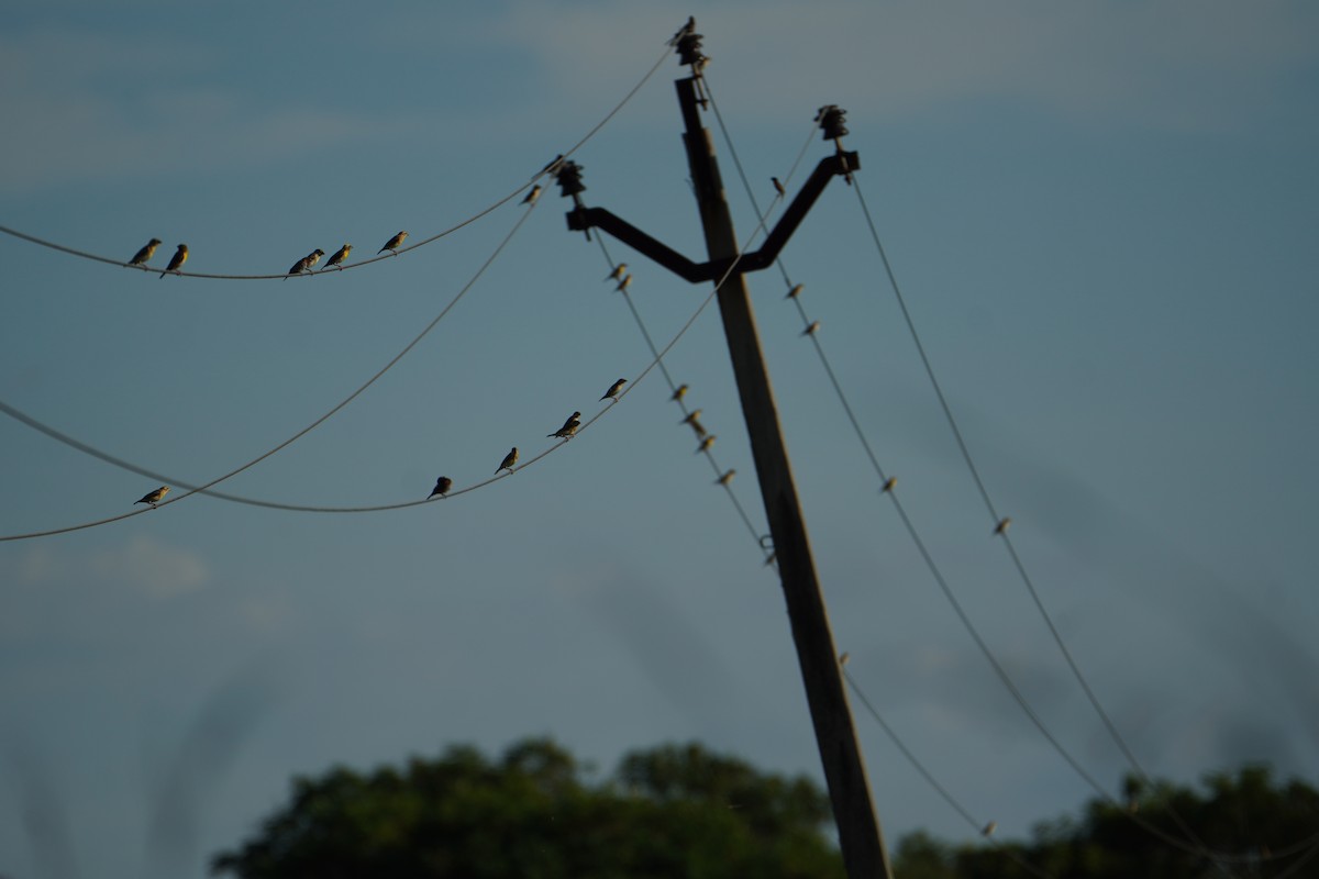 Baya Weaver - ML642919277
