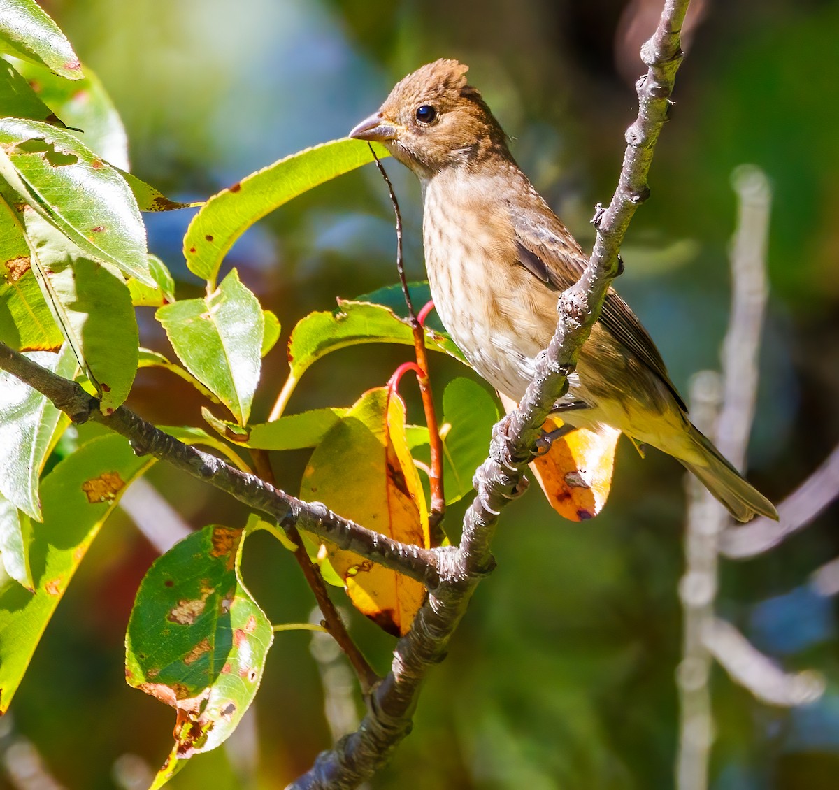 ルリノジコ - ML642919287