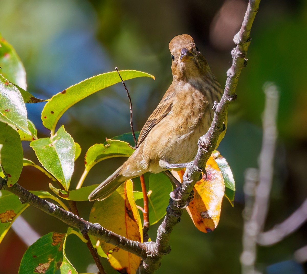 ルリノジコ - ML642919288