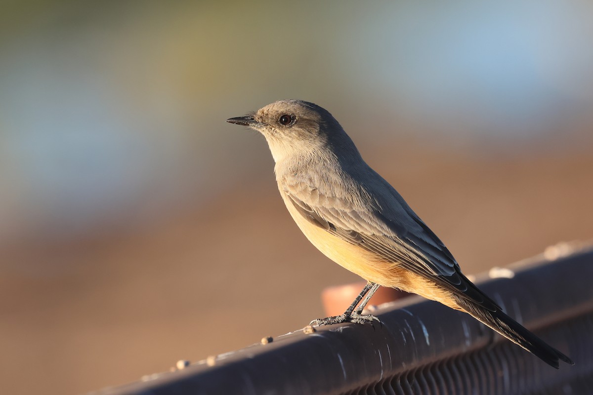 Say's Phoebe - ML642919293