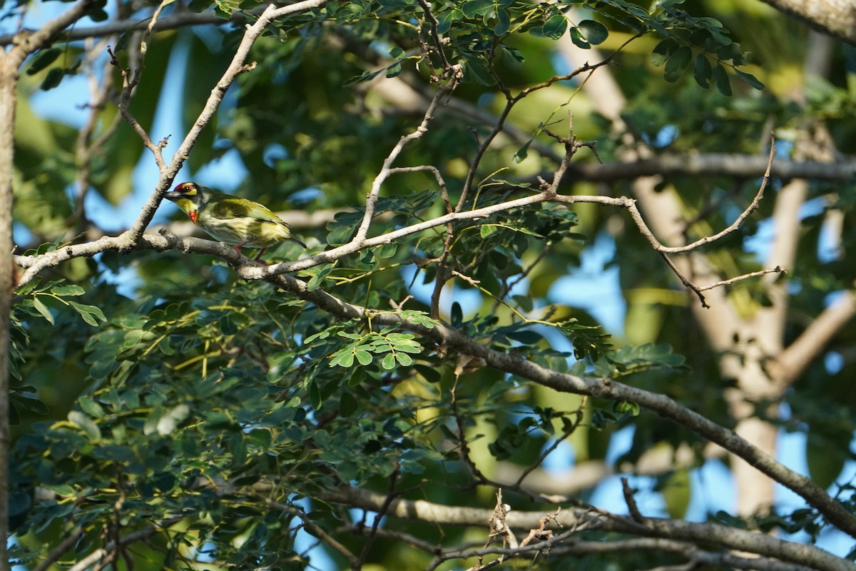 Coppersmith Barbet - ML642919301