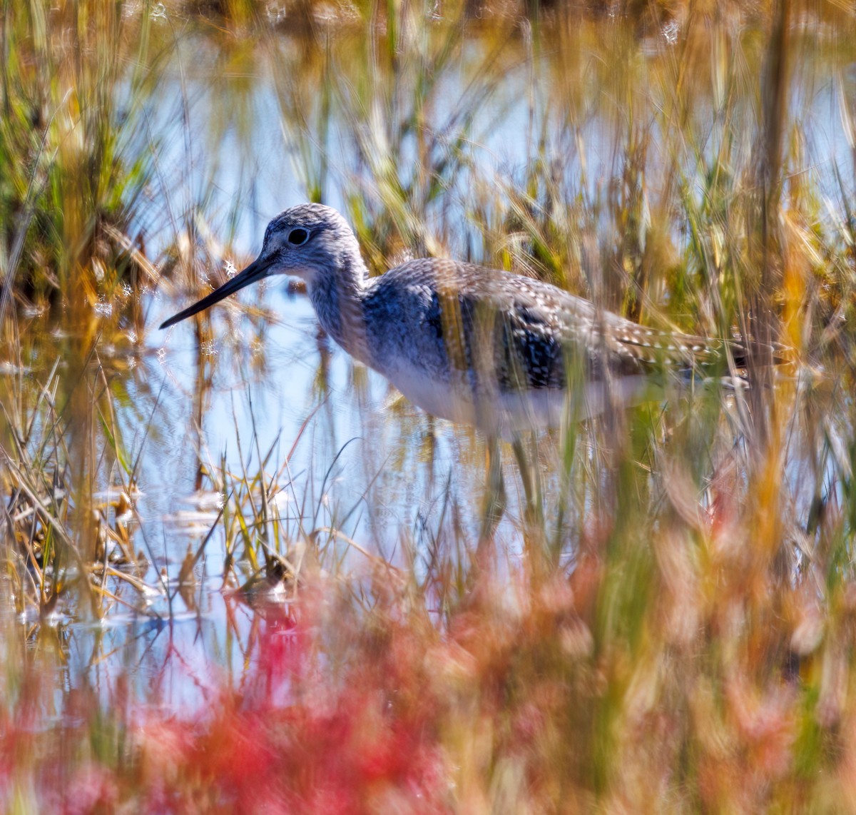 plystresnipe - ML642919358