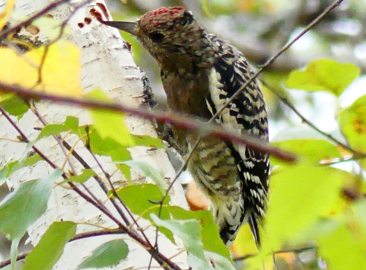 Yellow-bellied Sapsucker - ML642919360
