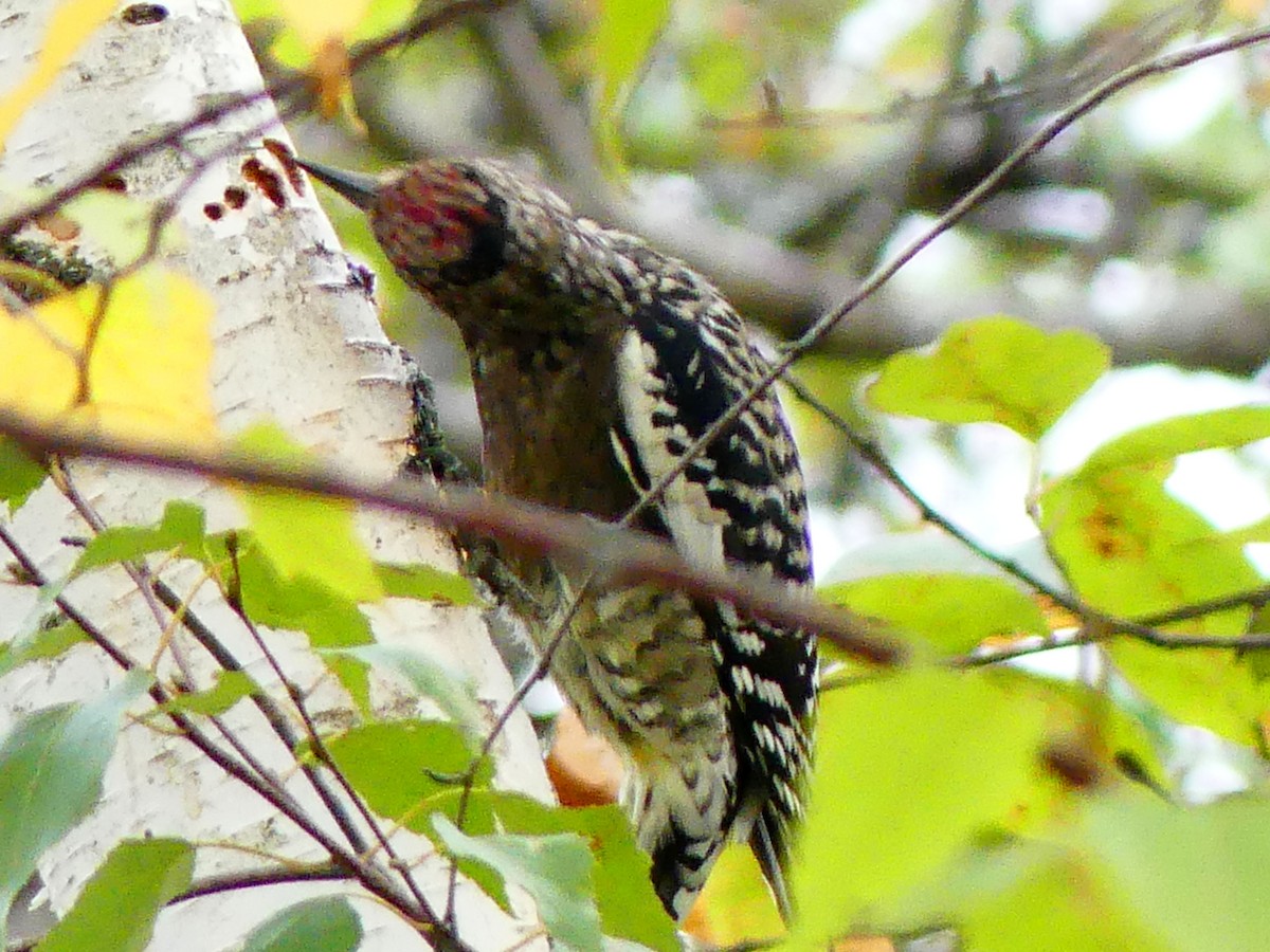 Yellow-bellied Sapsucker - ML642919361