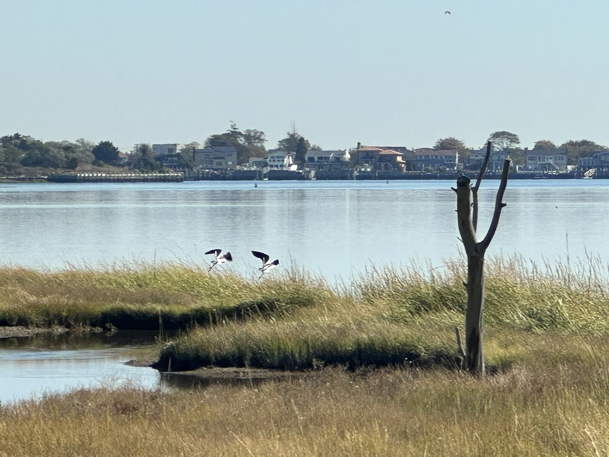 American Avocet - ML642919363
