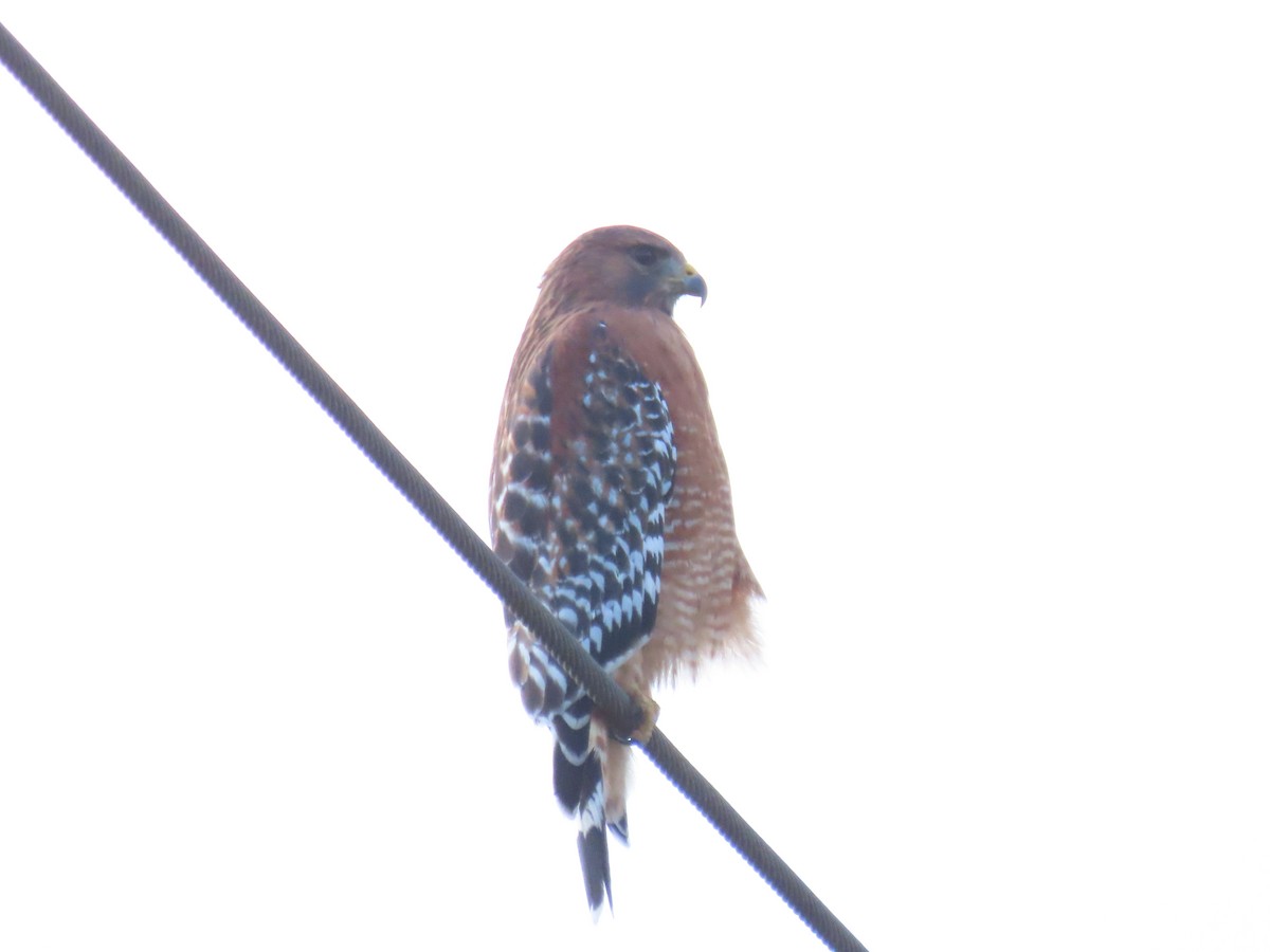 Red-shouldered Hawk - ML642919364