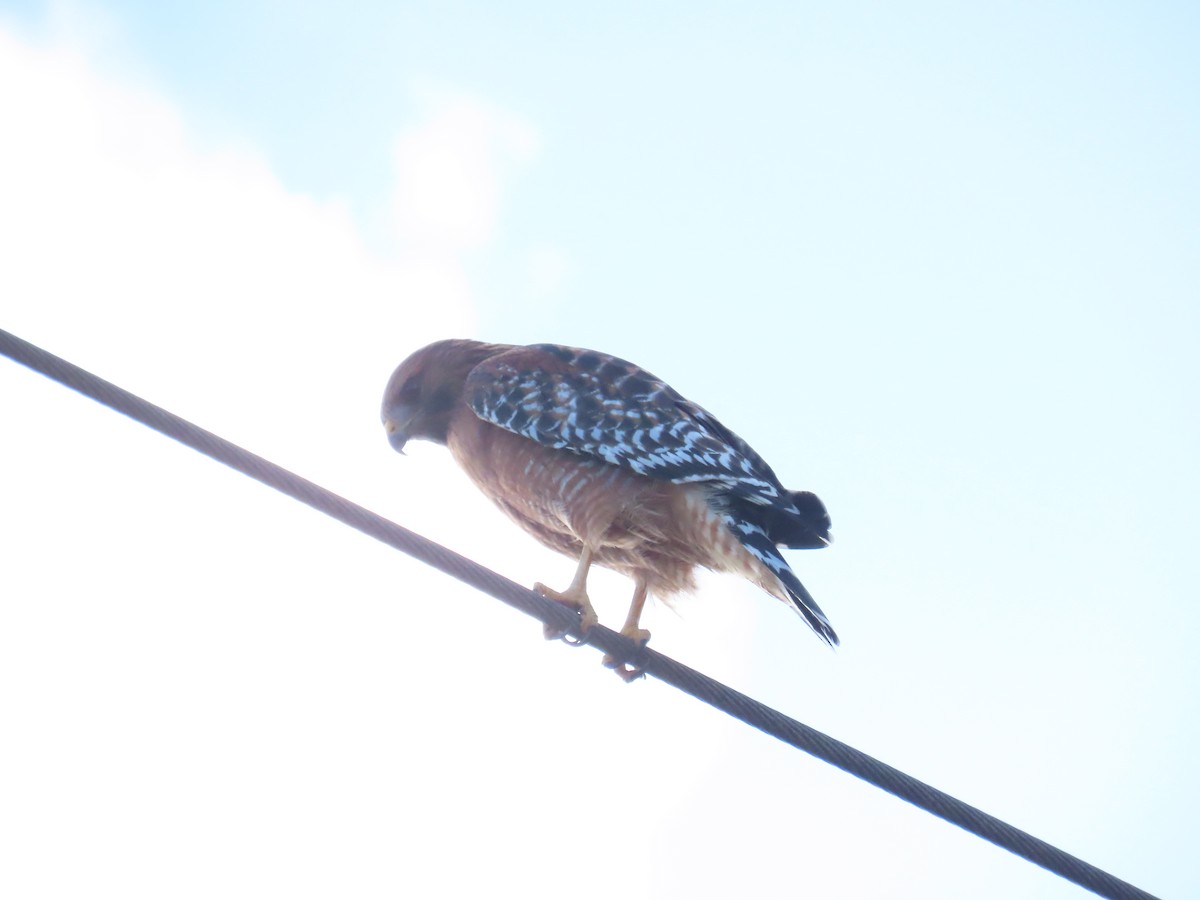Red-shouldered Hawk - ML642919365