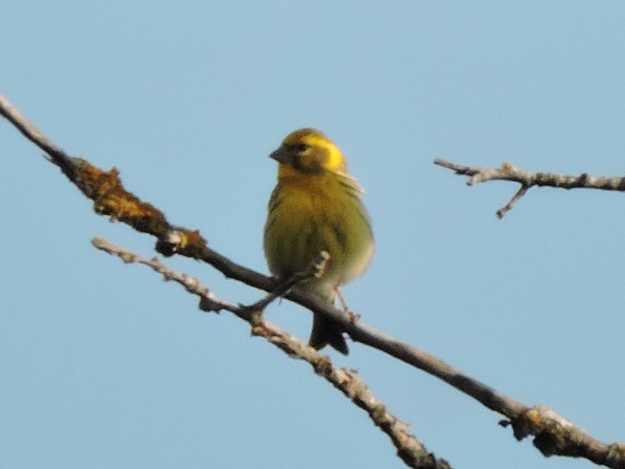 European Serin - ML642919382