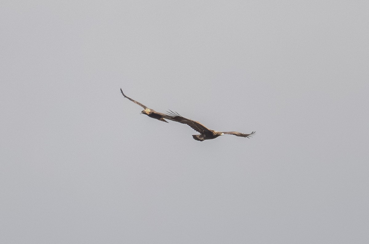 Golden Eagle - ML642919404