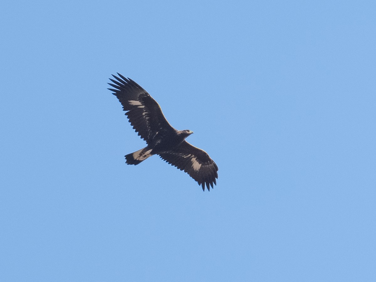 Golden Eagle - ML642919405
