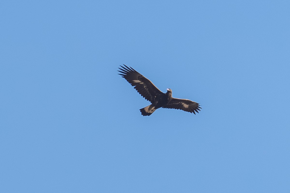 Golden Eagle - ML642919407