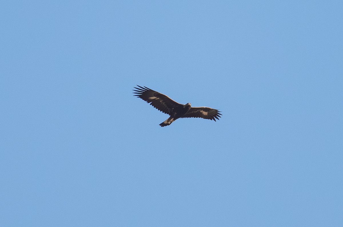 Golden Eagle - ML642919408