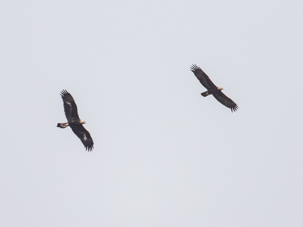 Golden Eagle - ML642919409