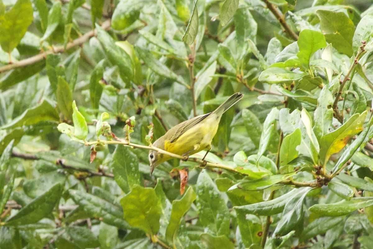 Prairie Warbler - ML642919420