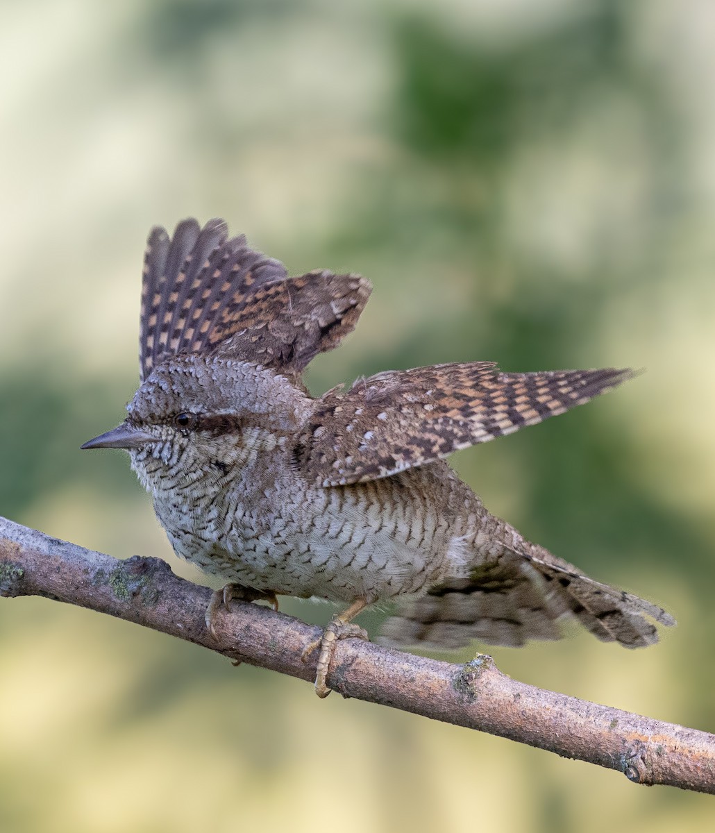 Eurasian Wryneck - ML642919422