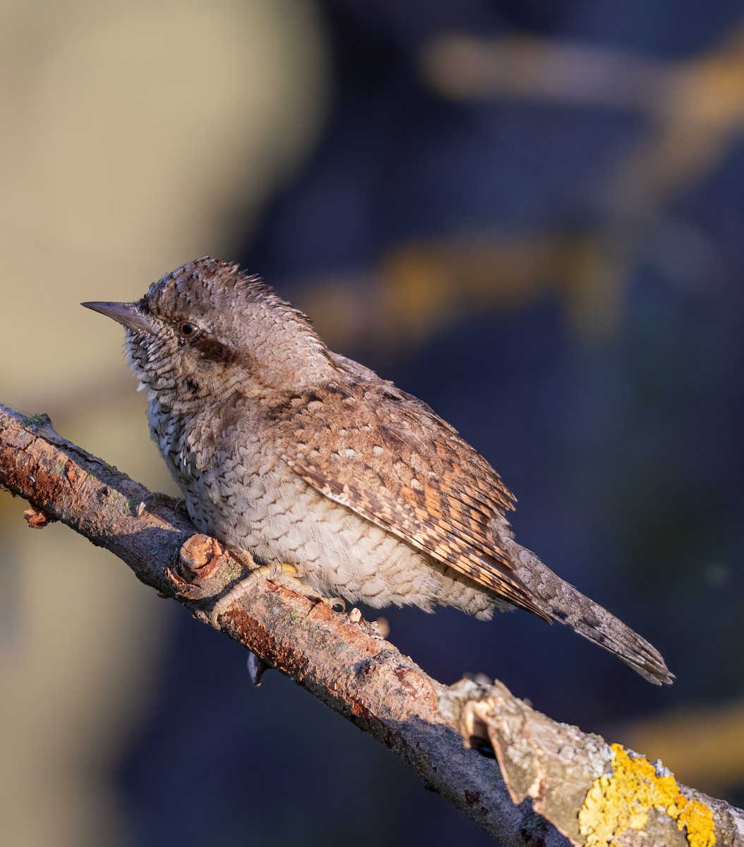 Eurasian Wryneck - ML642919423