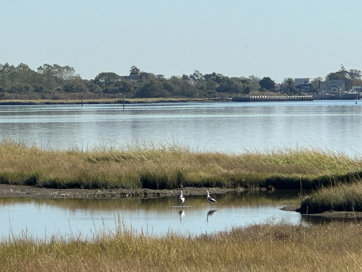 American Avocet - ML642919428