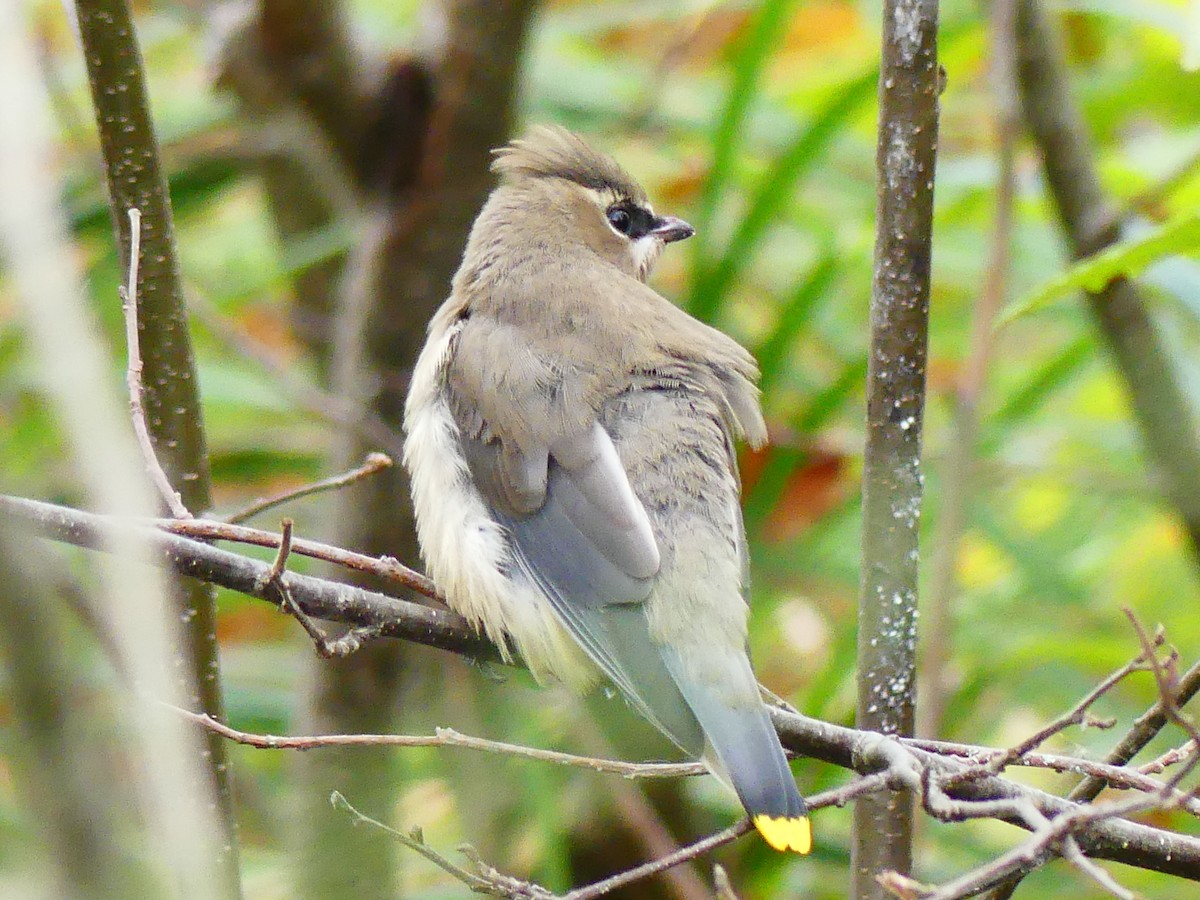 Cedar Waxwing - ML642919442