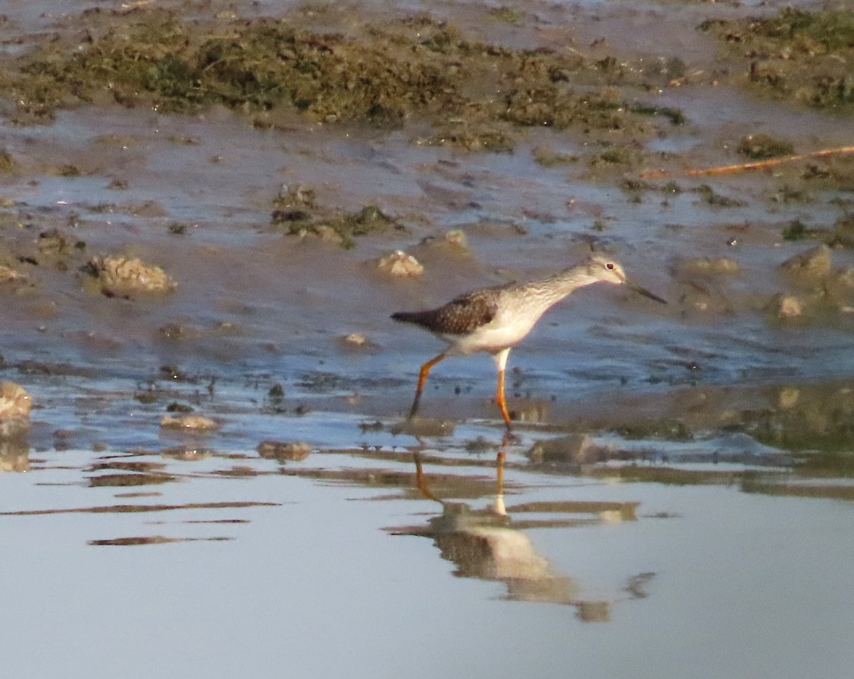 plystresnipe - ML642919451