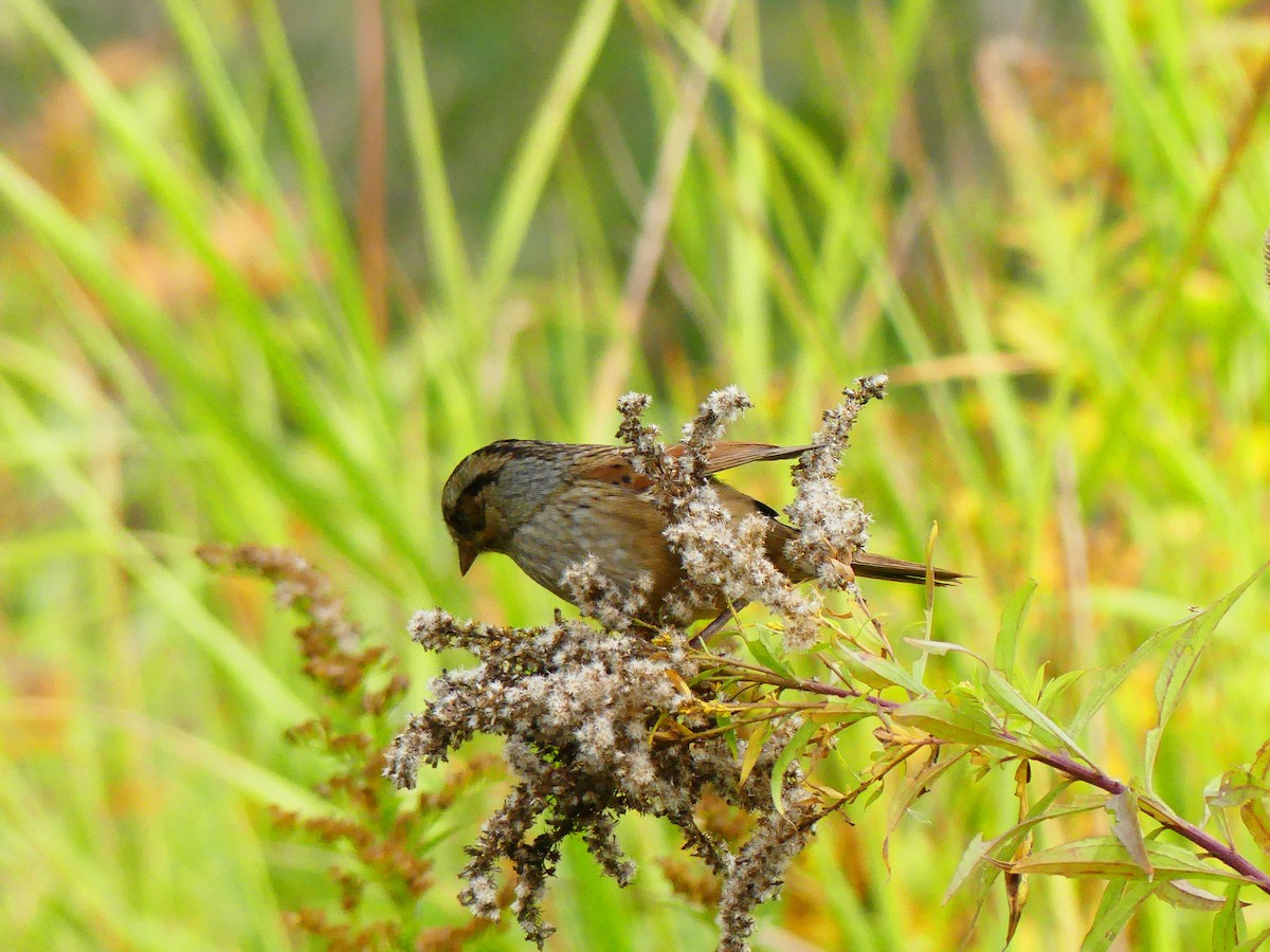 Swamp Sparrow - ML642919456