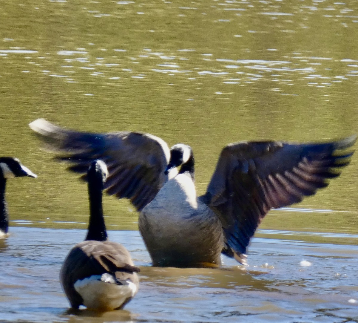 Canada Goose - ML642919463