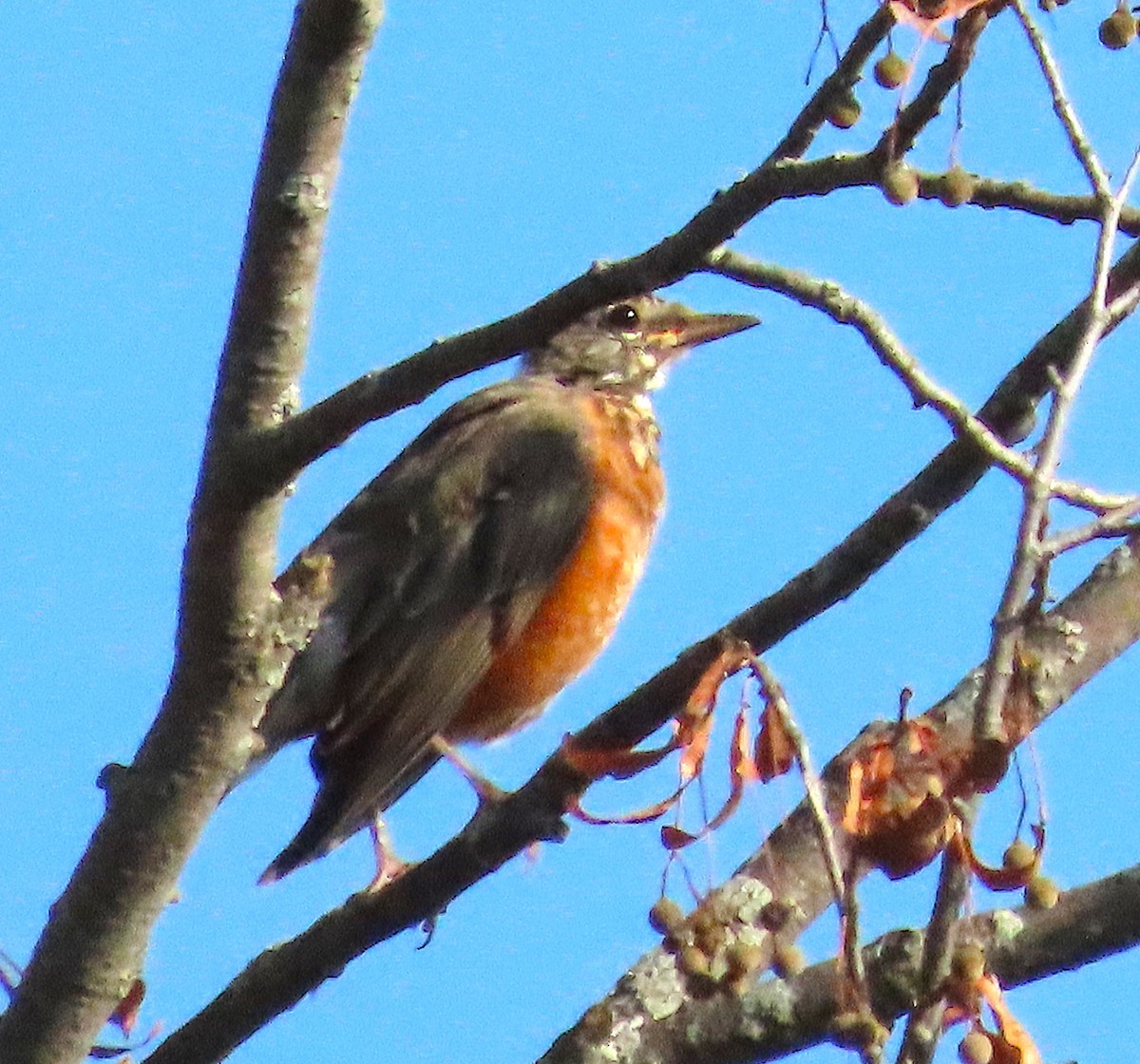 American Robin - ML642919470