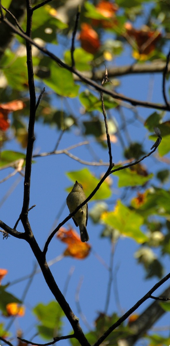 Empidonax sp. - ML642919471