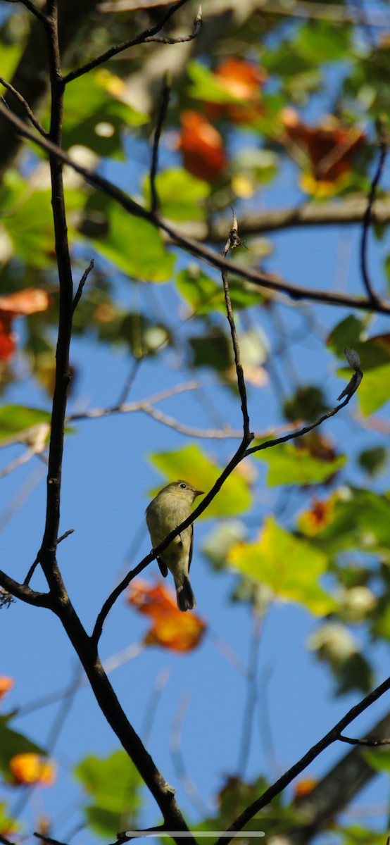 Empidonax sp. - ML642919472