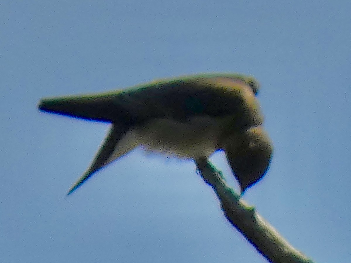 Northern Rough-winged Swallow - ML642919473