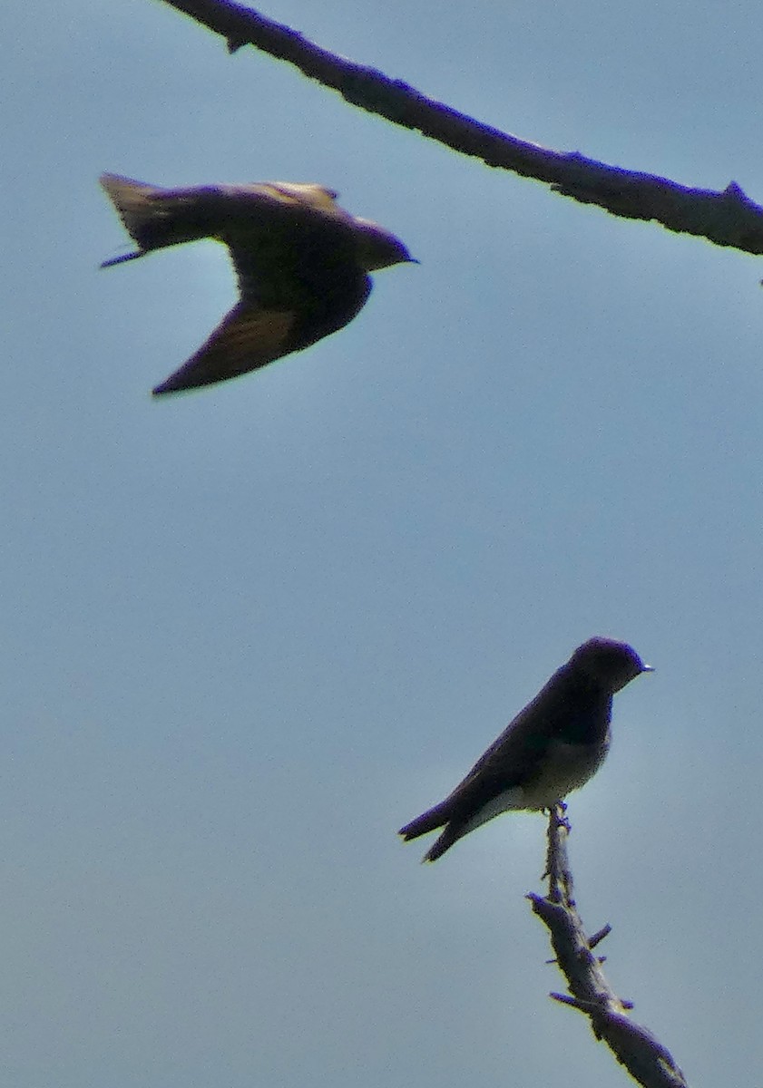 Northern Rough-winged Swallow - ML642919474