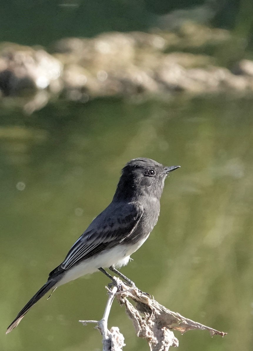 Black Phoebe - ML642919475