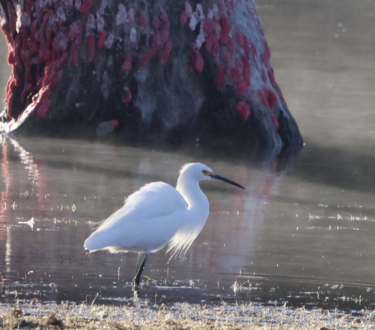 Snowy Egret - ML642919476