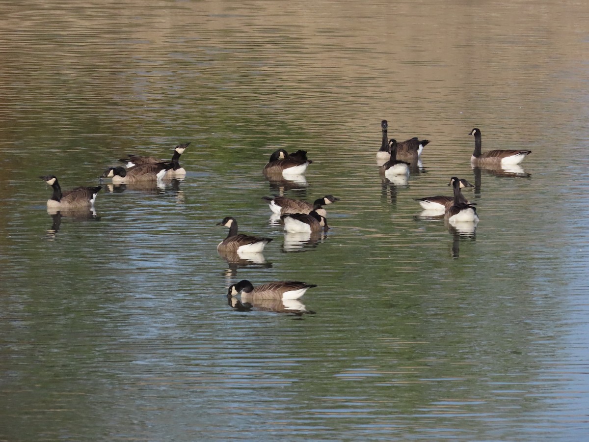 Canada Goose - ML642919478