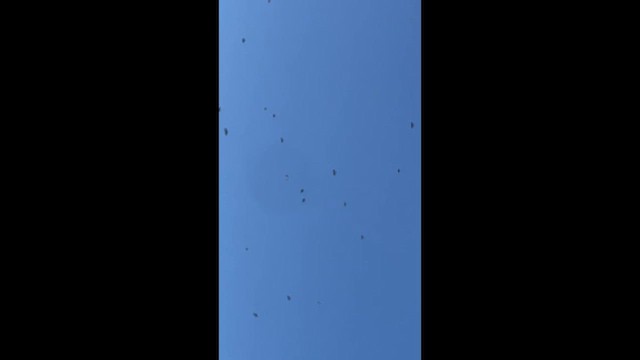 セスジツバメ（pallida） - ML642919484