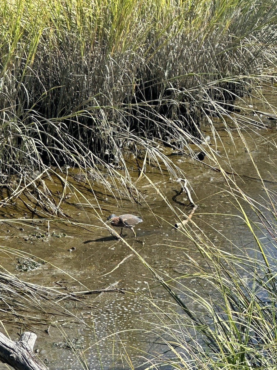 Green Heron - ML642919493