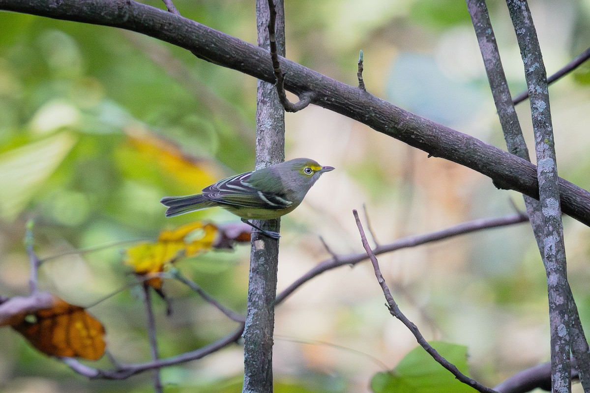 White-eyed Vireo - ML642919518