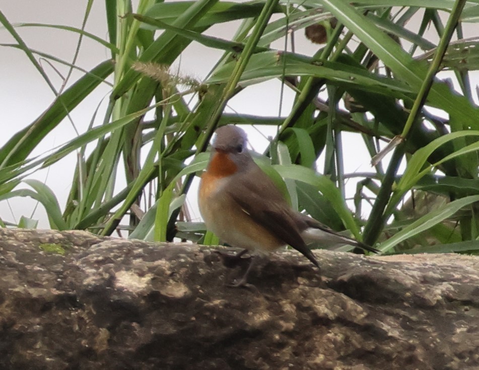 Red-breasted Flycatcher - ML642919520