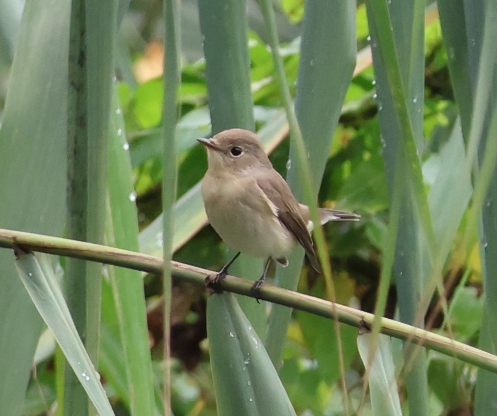 Red-breasted Flycatcher - ML642919521