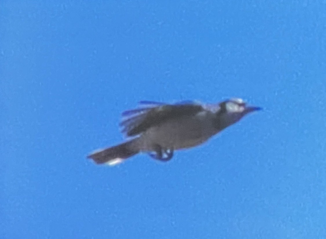 Blue Jay - ML642919530