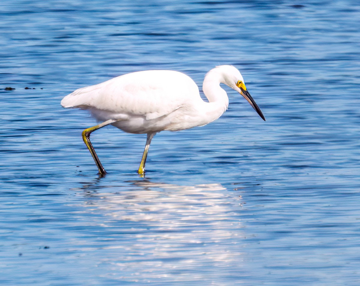 Snowy Egret - ML642919532