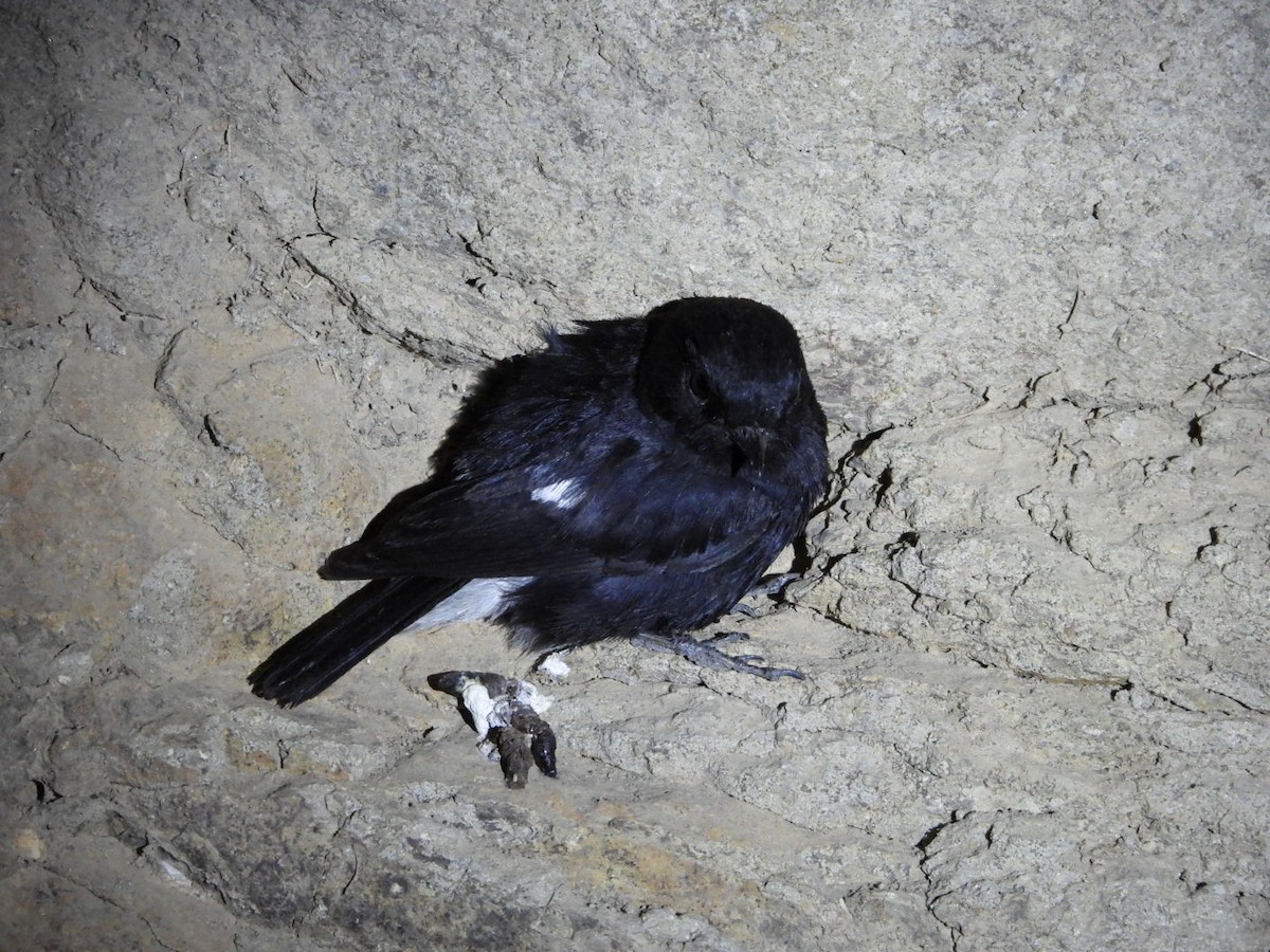 Pied Bushchat - ML642919534