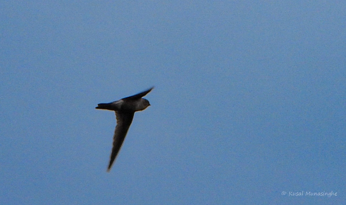 Indian Swiftlet - ML642919550