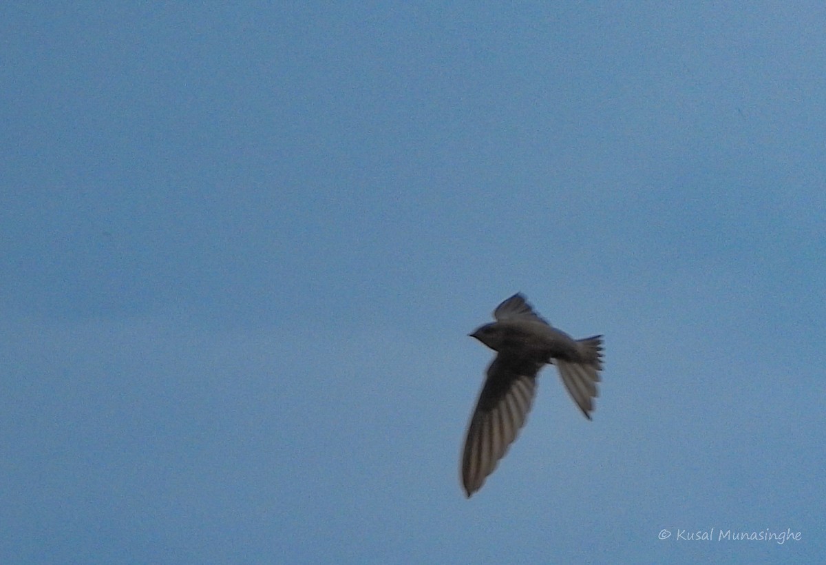 Indian Swiftlet - ML642919551