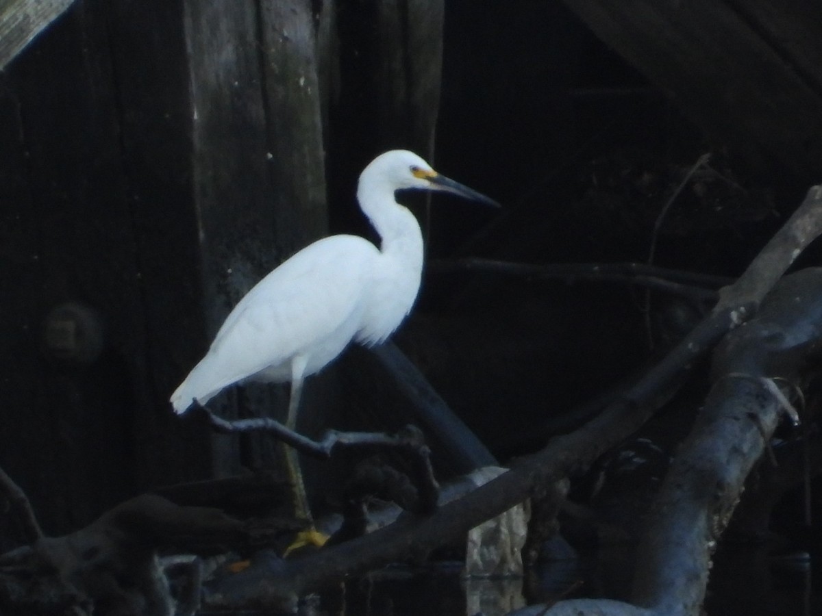 Snowy Egret - ML642919554
