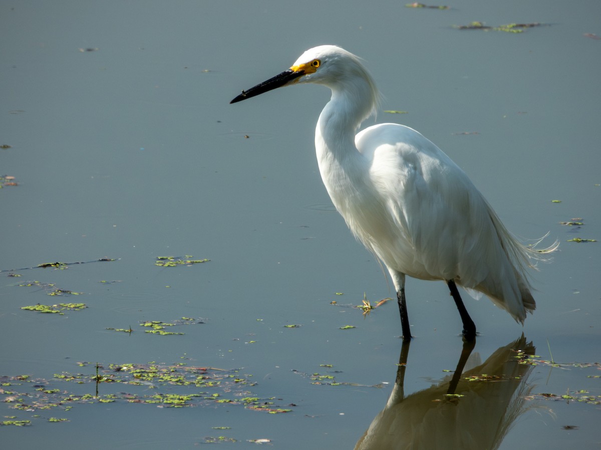 Snowy Egret - ML642919556