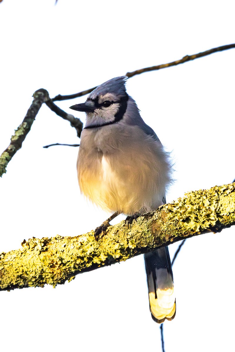 Blue Jay - ML642919560