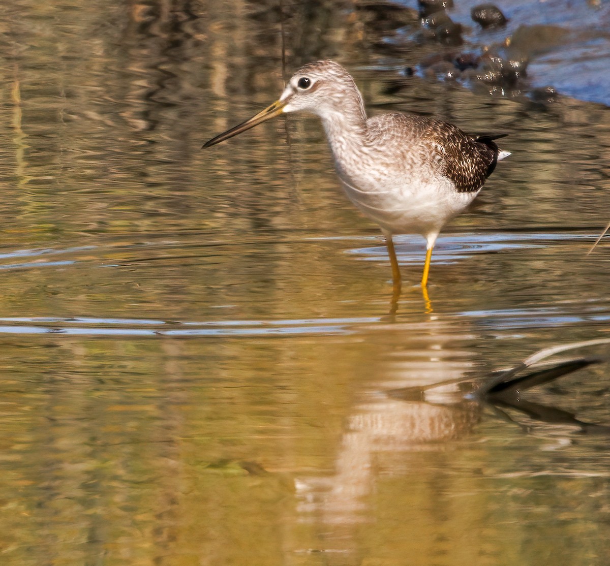 plystresnipe - ML642919563